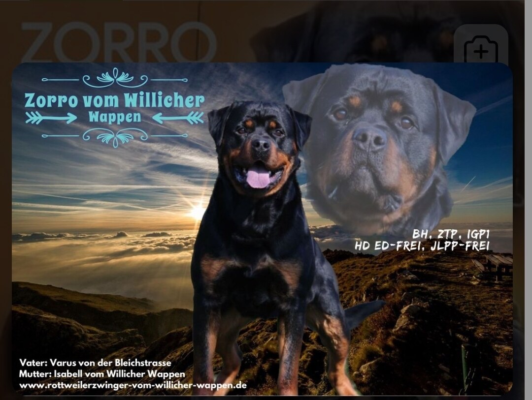 Zorro Vom Willicher Wappen BH, ZPT,IGP1 (Zorro)