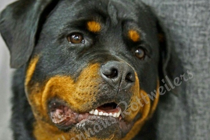 Akc rottweiler for best sale sale