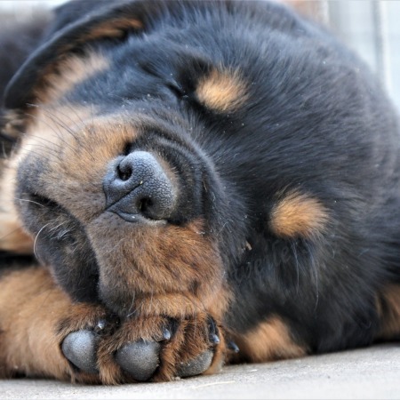puppy zzzzz