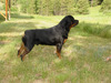 GCH BAAR's No Worries v Qualicum BN PCD CD PCDX CDX HT TT (Roo)